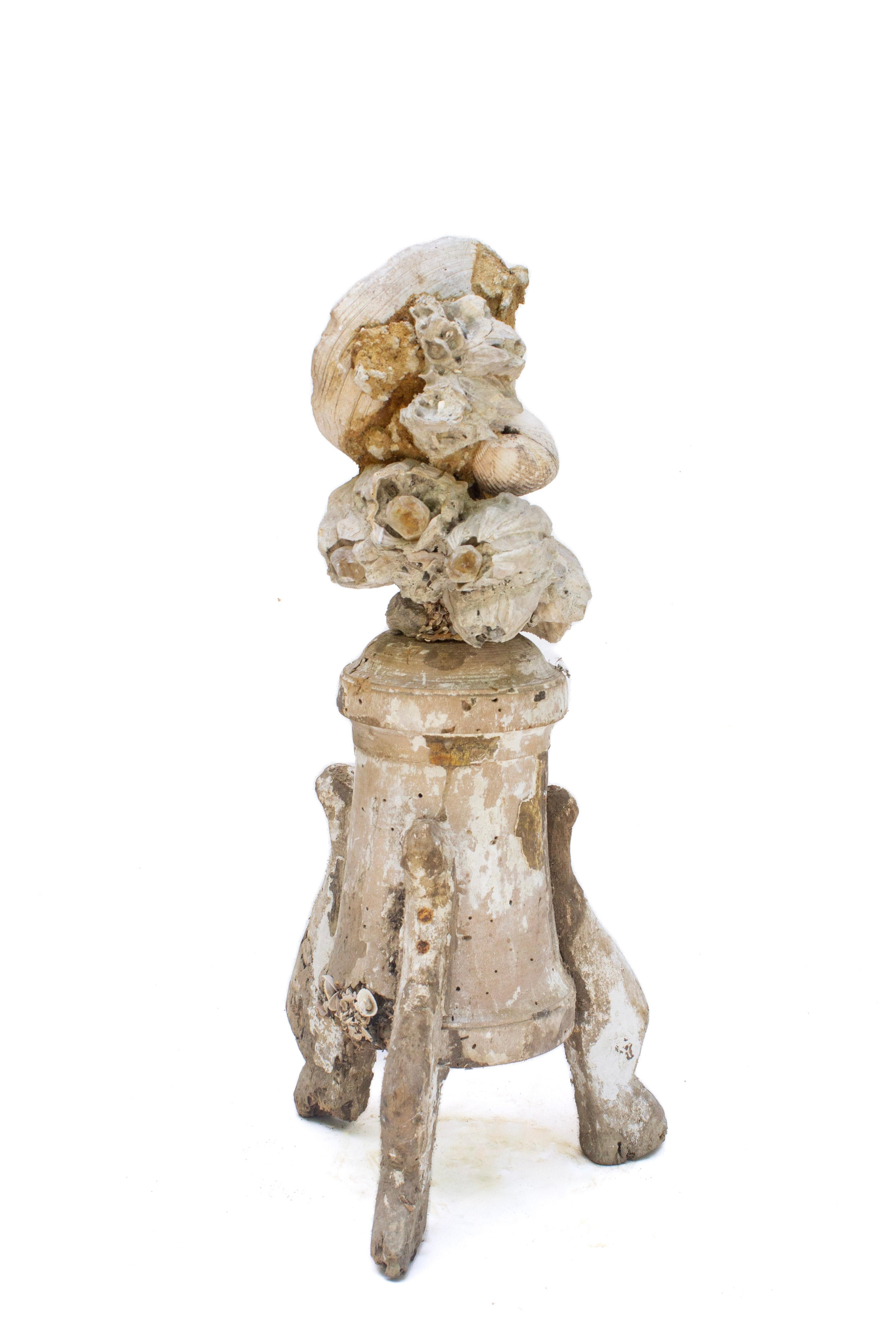 18th Century and Earlier 18th Century Rococo Italian 'Florence Fragment' with Fossil Shells and Barnacles For Sale