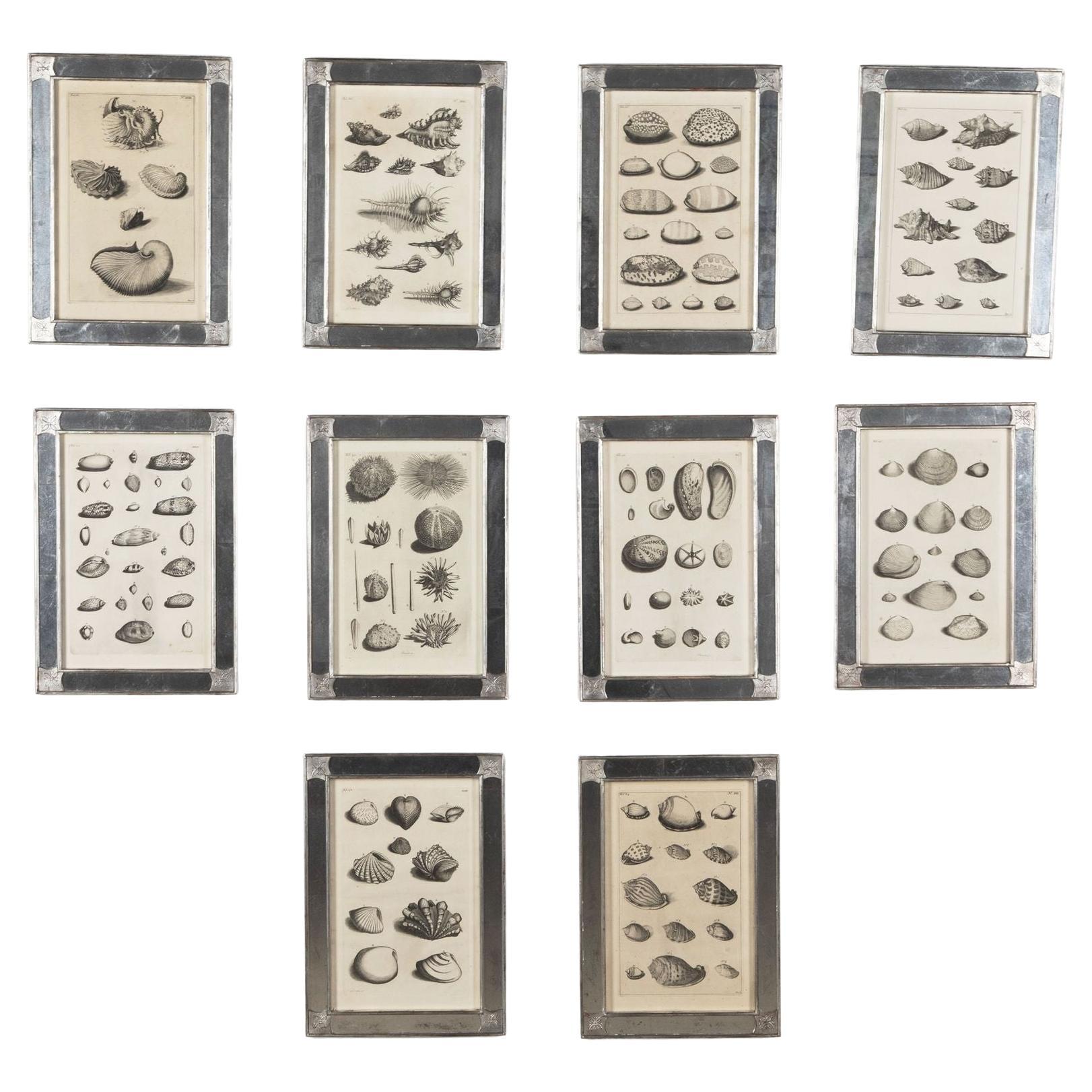 18th Century Seashell Engravings