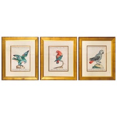 18th Century Set of 3 Italian Engravings of Parrots by Saverio Manetti