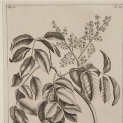 18th Century Set of Nine Botanical Engravings by George Eberhard