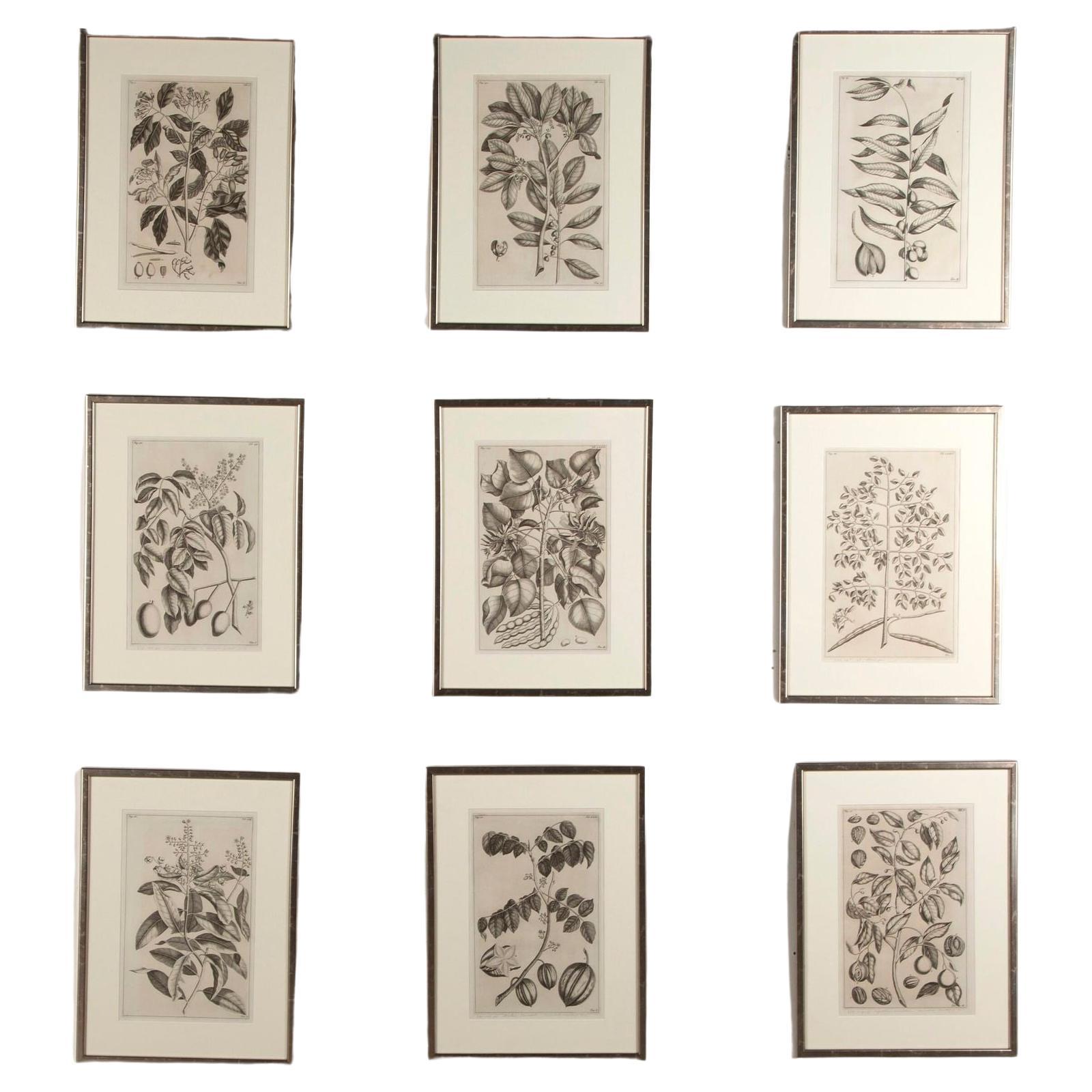 18th Century Set of Nine Botanical Engravings by George Eberhard
