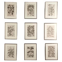 Antique 18th Century Set of Nine Botanical Engravings by George Eberhard