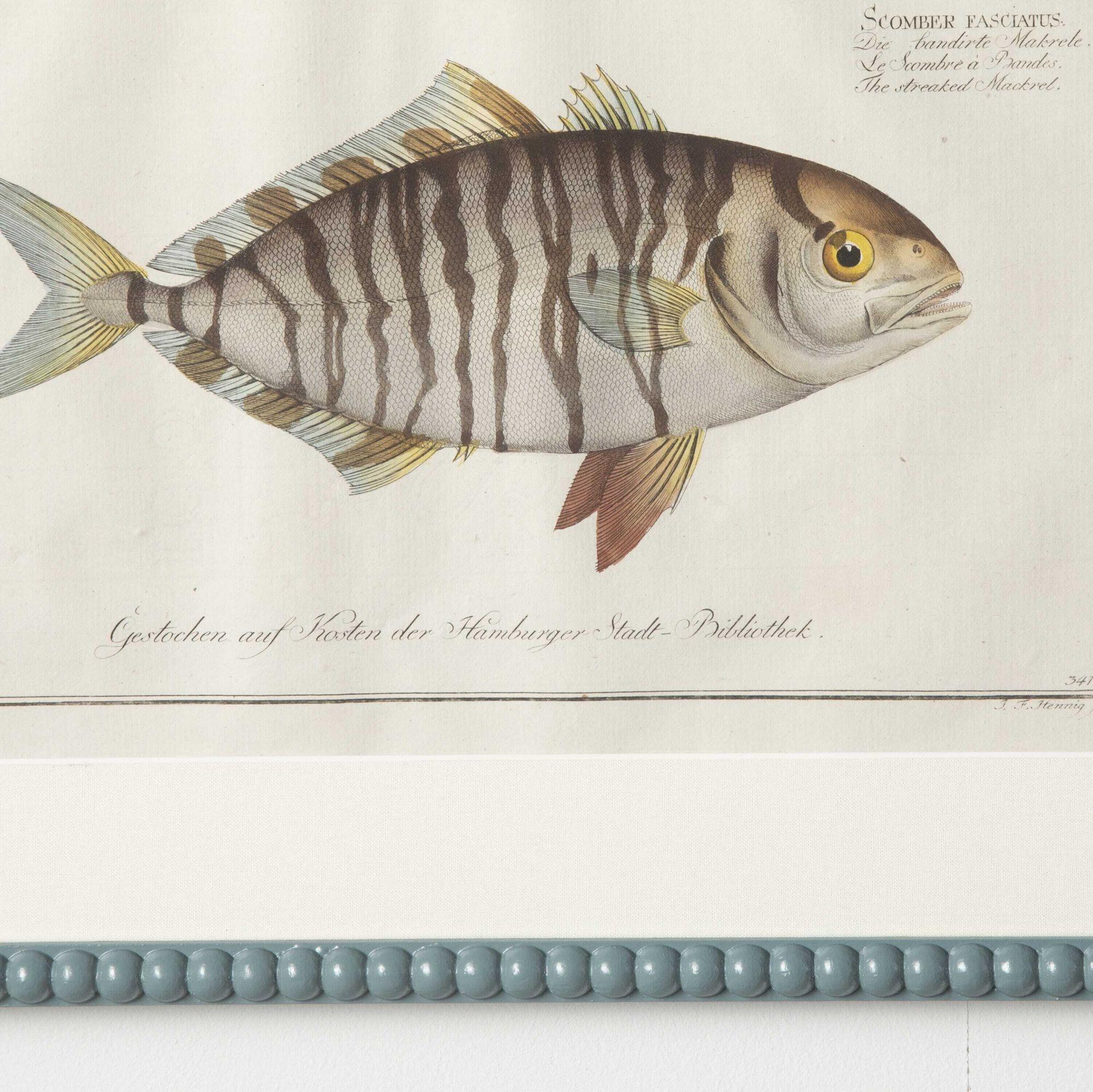 Superb set of nine original fish engravings by Marcus Bloch, dated 1785.
These engravings are presented in hand-painted and lacquered bobbin frames with Ar70 art glass for optimal clarity and hessian mounts.
These engravings are a fantastic
