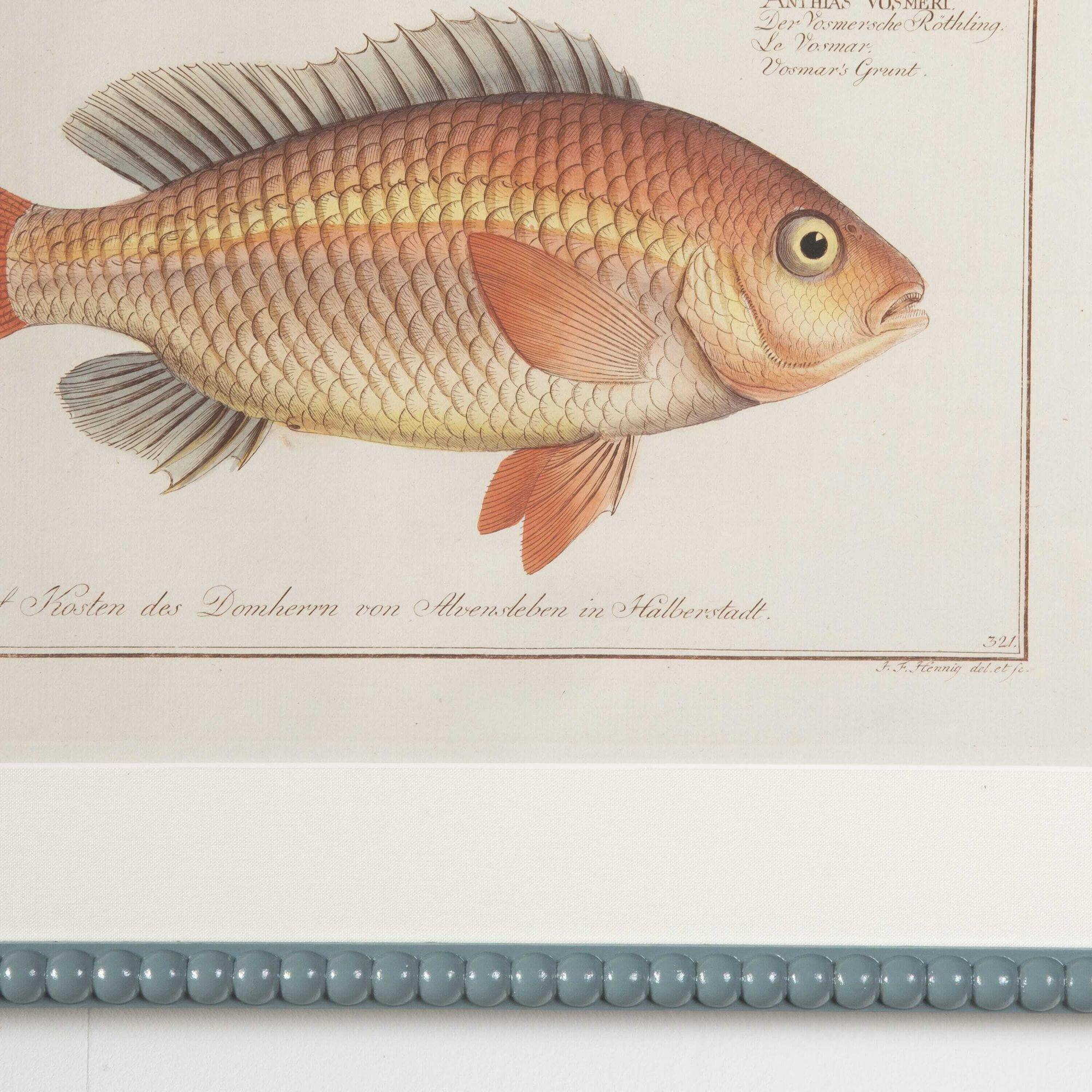 18th Century Set of Nine Fish Engravings by Marcus Bloch In Good Condition In Gloucestershire, GB