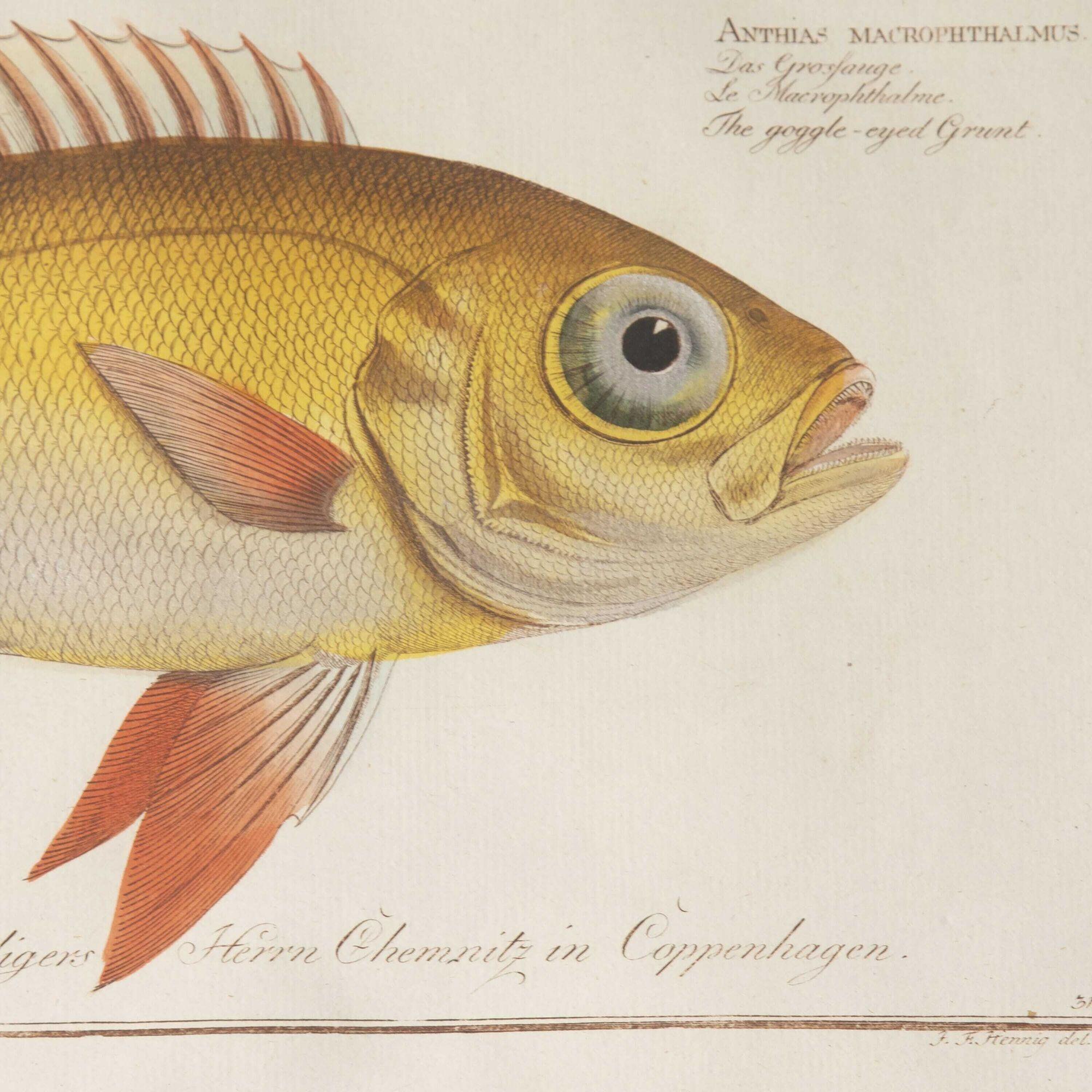 18th Century Set of Nine Fish Engravings by Marcus Bloch 1