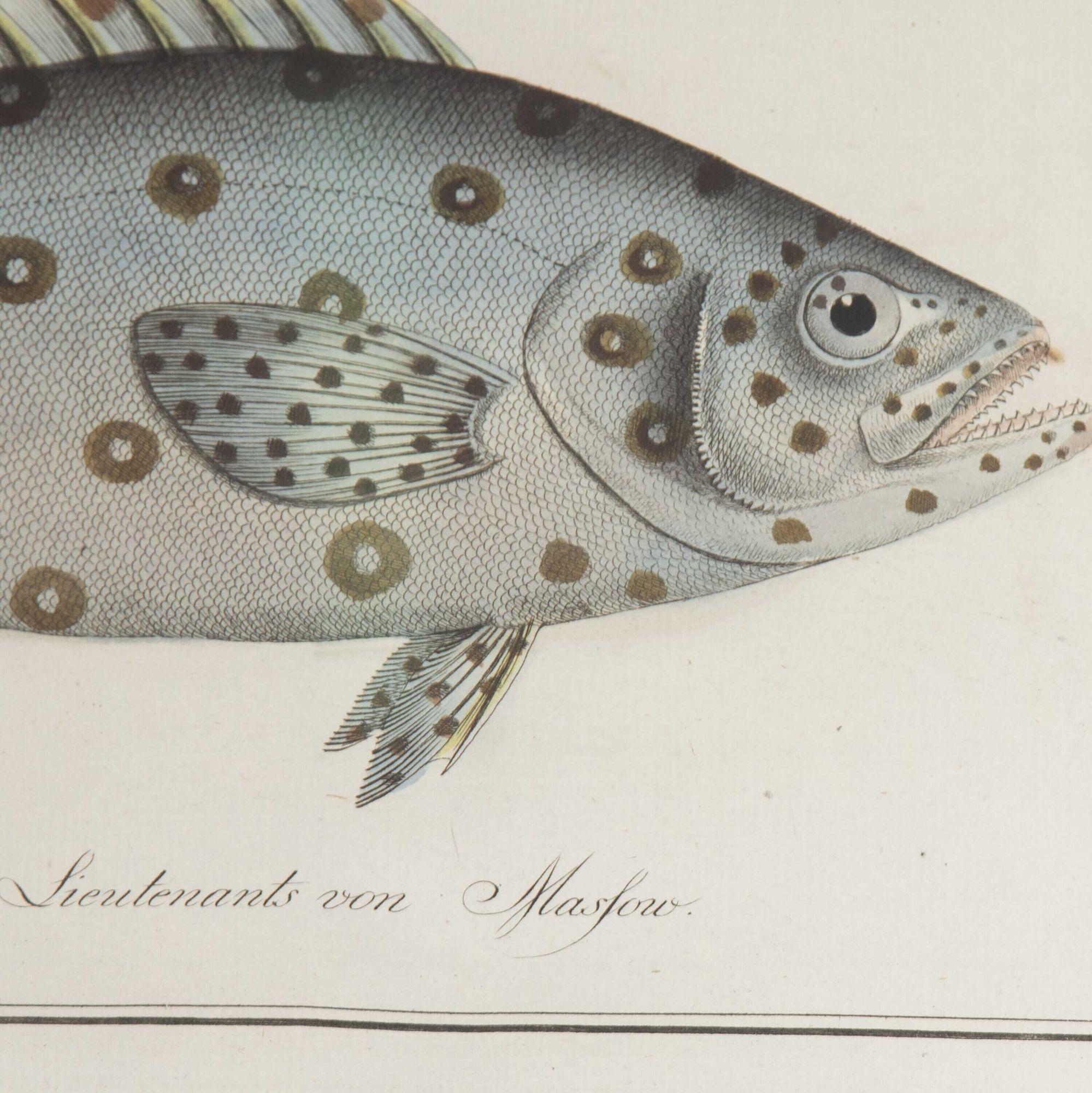 18th Century Set of Nine Fish Engravings by Marcus Bloch 2