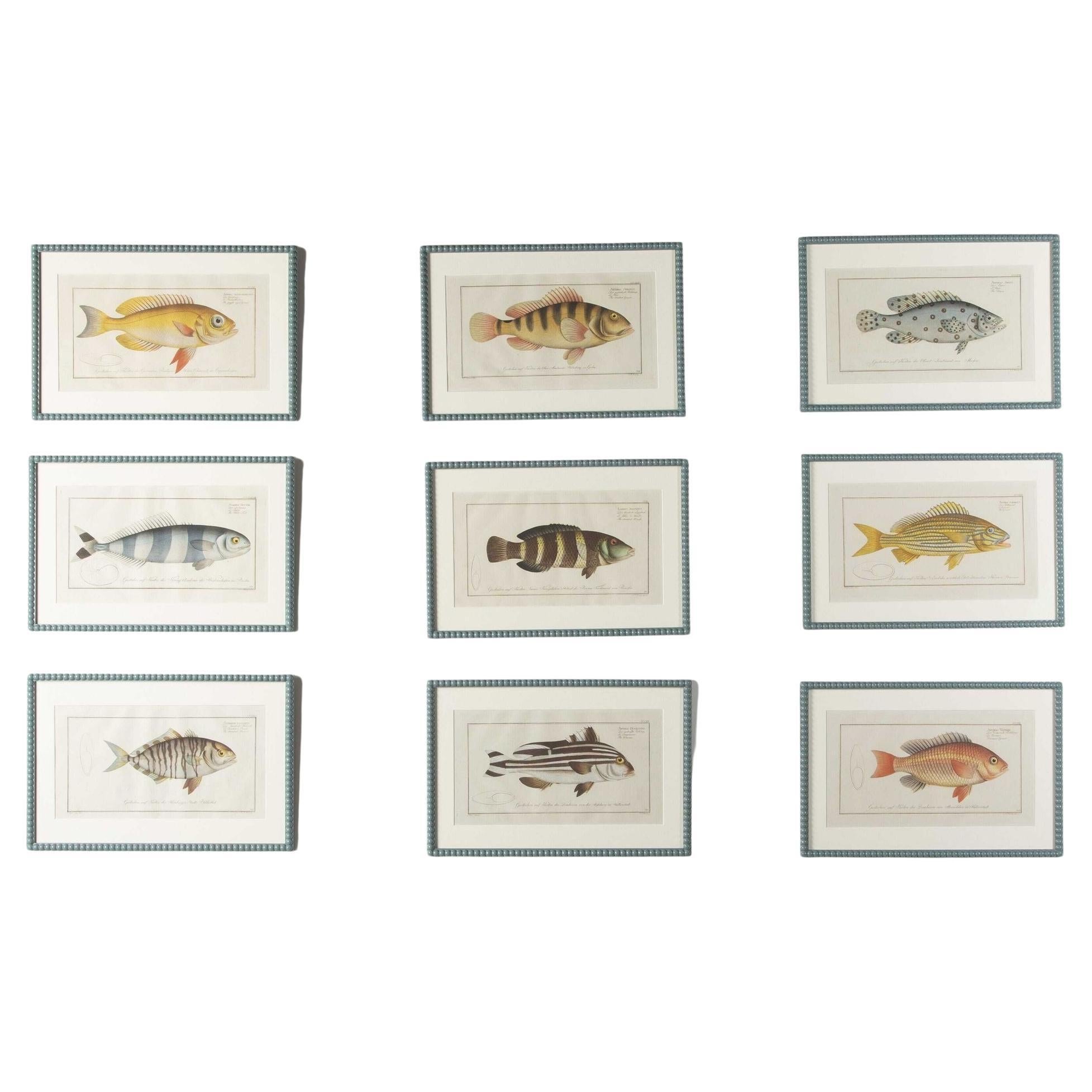 18th Century Set of Nine Fish Engravings by Marcus Bloch