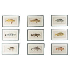 Antique 18th Century Set of Nine Fish Engravings by Marcus Bloch