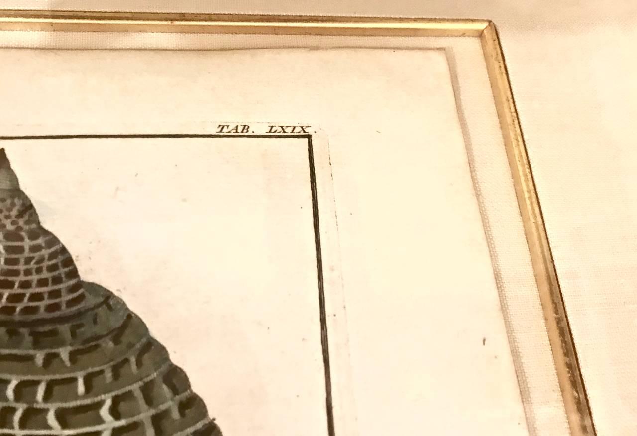 18th Century Albertus Seba Shell Engravings, Pair For Sale 4