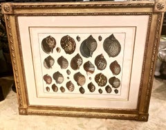 Paire de gravures de coquillages Albertus Seba du 18ème siècle