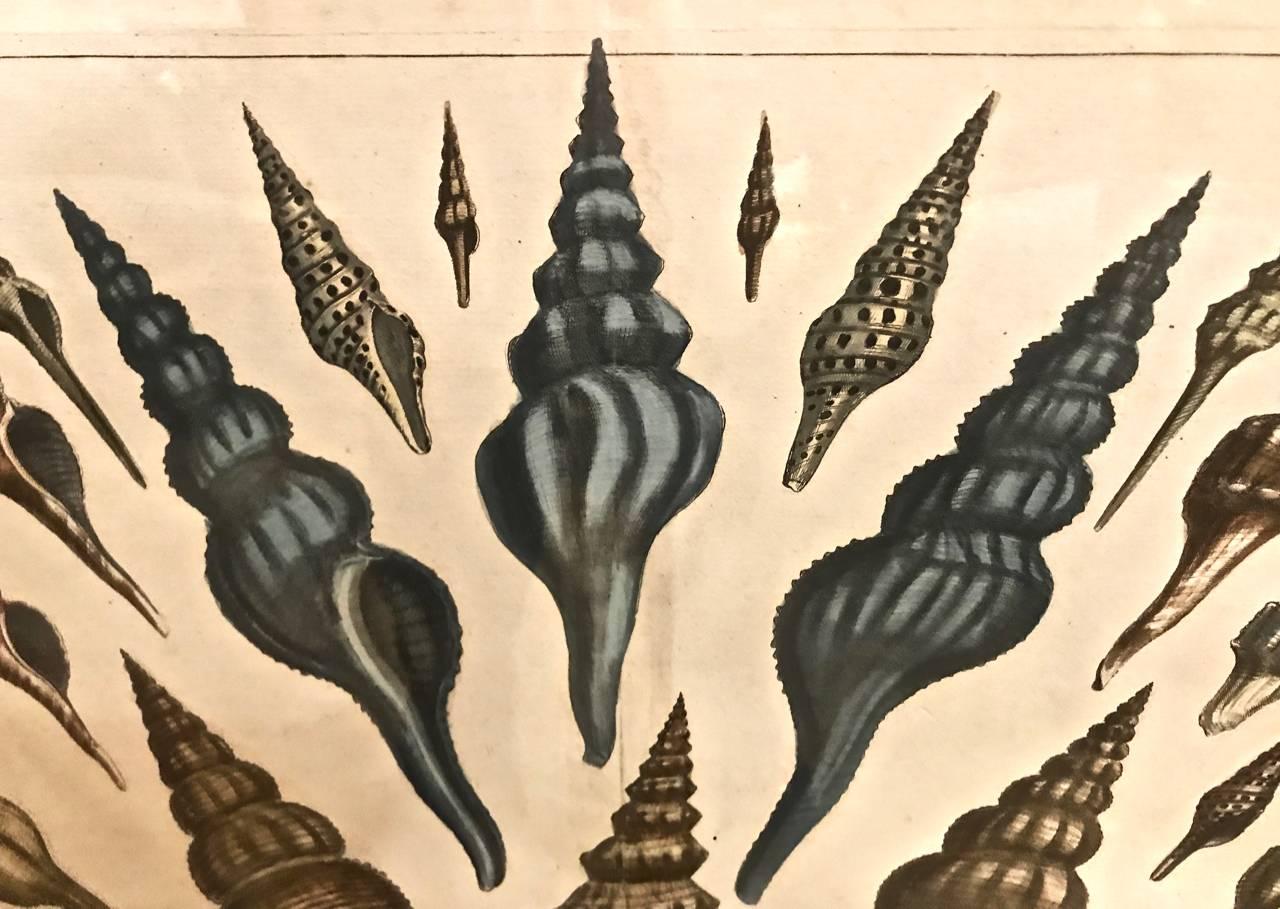 Dutch 18th Century Albertus Seba Shell Engravings, Pair For Sale