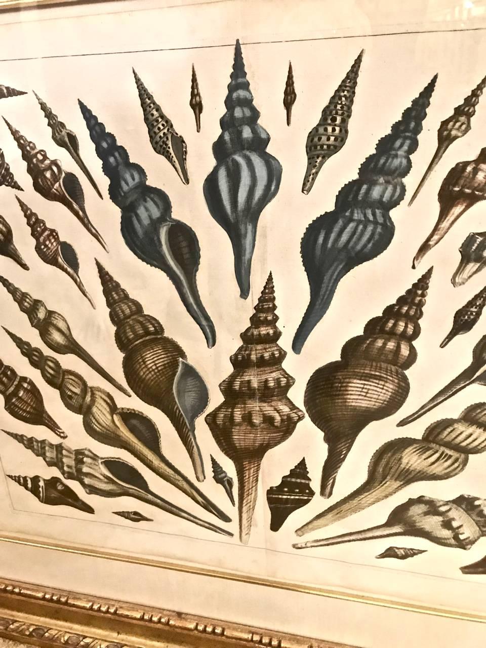 Engraved 18th Century Albertus Seba Shell Engravings, Pair For Sale