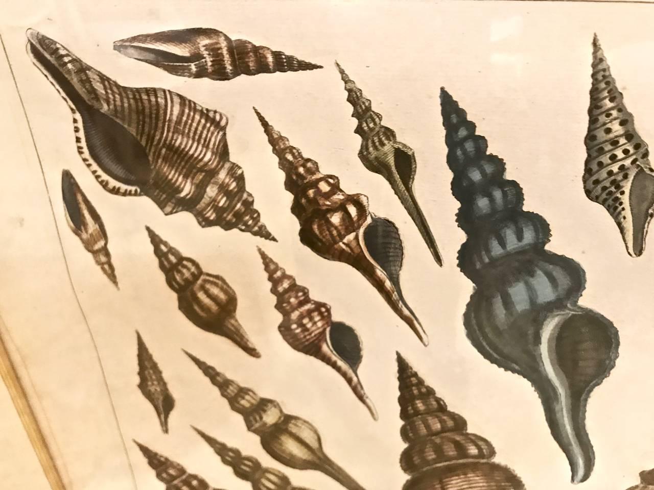 18th Century Albertus Seba Shell Engravings, Pair In Good Condition For Sale In Pasadena, CA