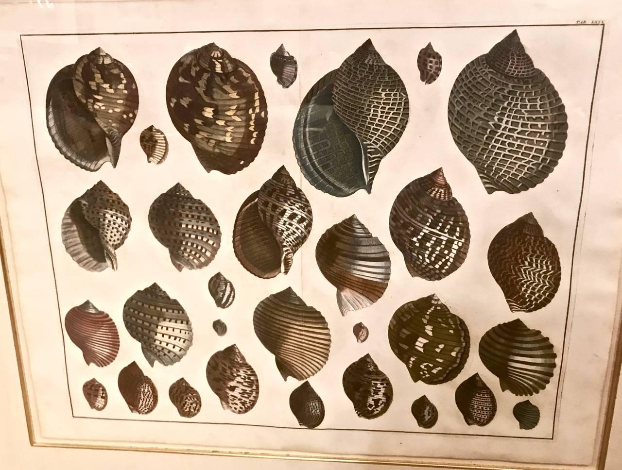 18th Century Albertus Seba Shell Engravings, Pair For Sale 1