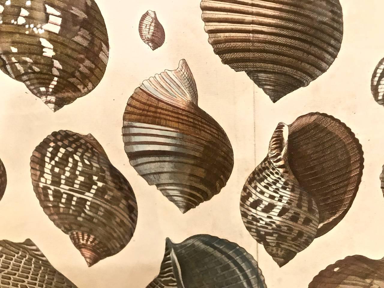 18th Century Albertus Seba Shell Engravings, Pair For Sale 2