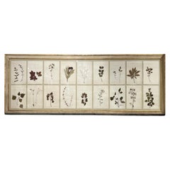 18th Century Swedish Framed Botanical Collection