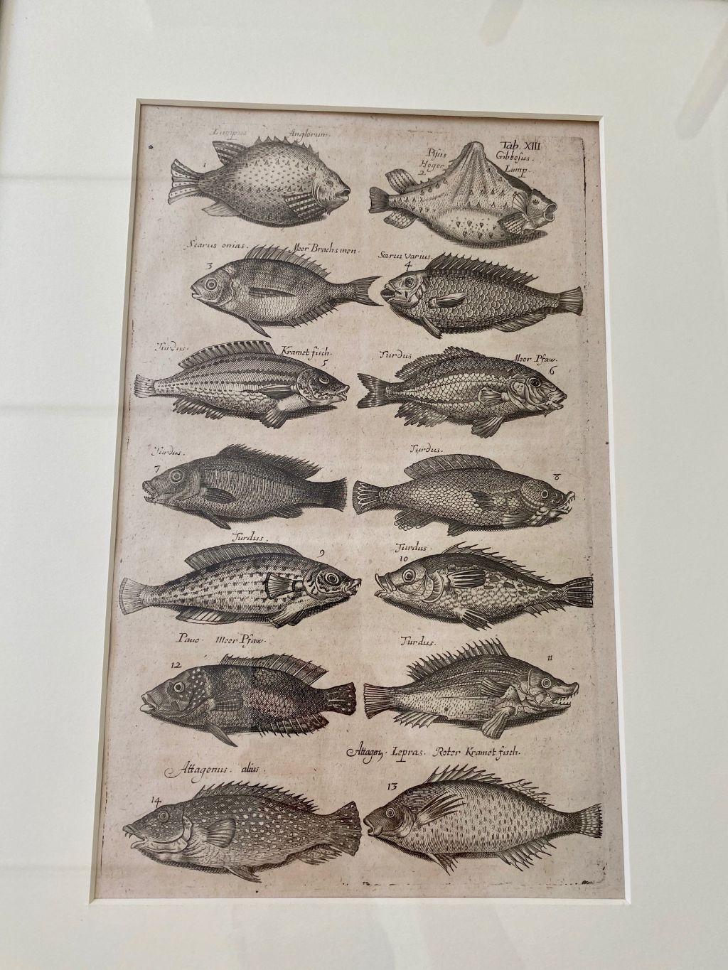 Woodcut engraving of fishes, from Maria Johnston Merian’s Historia Naturalis de Piscibus et Ceti (1657), later printing in 1767, a seminal work by one of the first woman naturalists and ground breaker in botany and zoology. This is one of a pair