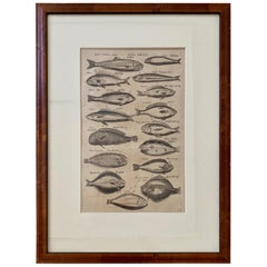 18th Century Woodcut Engraving of Fishes, by Maria Johnston Merian, Printed 1767
