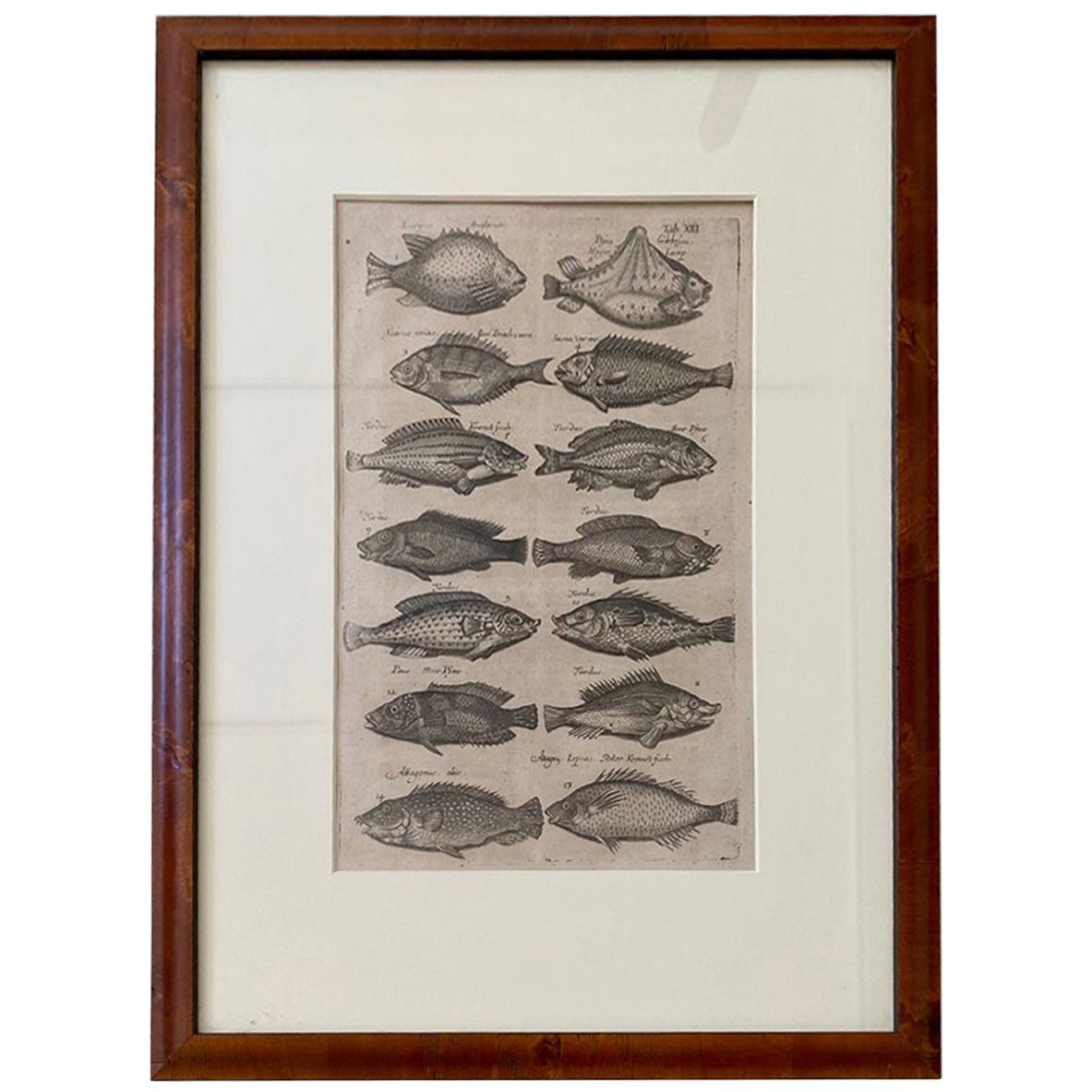 18th Century Woodcut Engraving of Fishes, by Maria Johnston Merian, Printed 1767