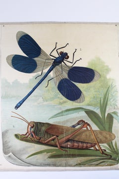 1900 German Teaching Chart Poster Chromolitografie Lehmann-Leutemann Leipzig