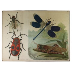 1900 German Teaching Chart Poster Chromolitografie Lehmann-Leutemann Leipzig Antique 1900 German Teaching Chart Poster Chromolitografie Lehmann-Leutemann Leipzig