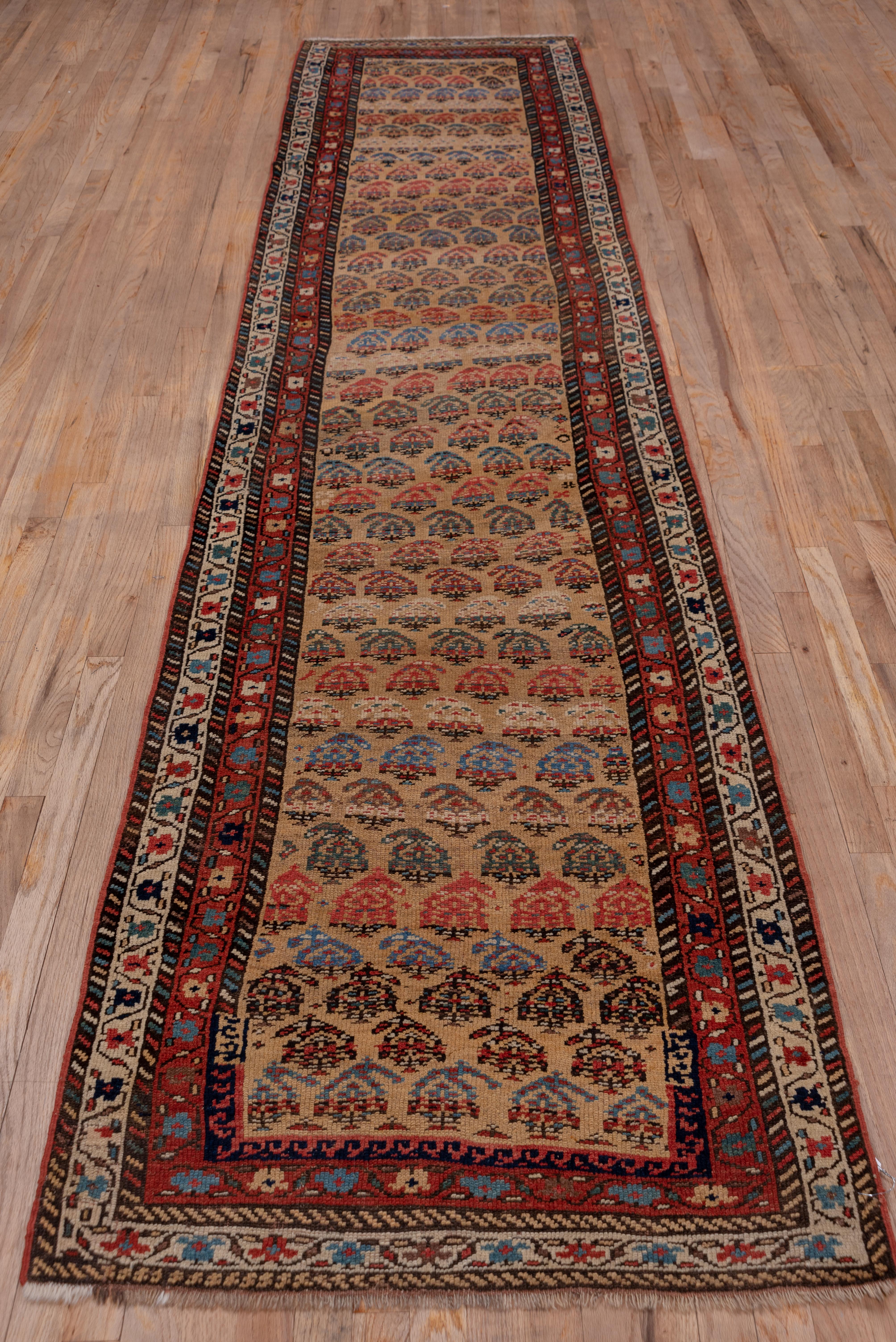 The sandy gold field displays colorful, floriated botehs accented in light blue, ivory, green and red. Two main borders, in ivory and in red, both display a simple palmette and vine design. This antique runner is low with knot beading, and a few