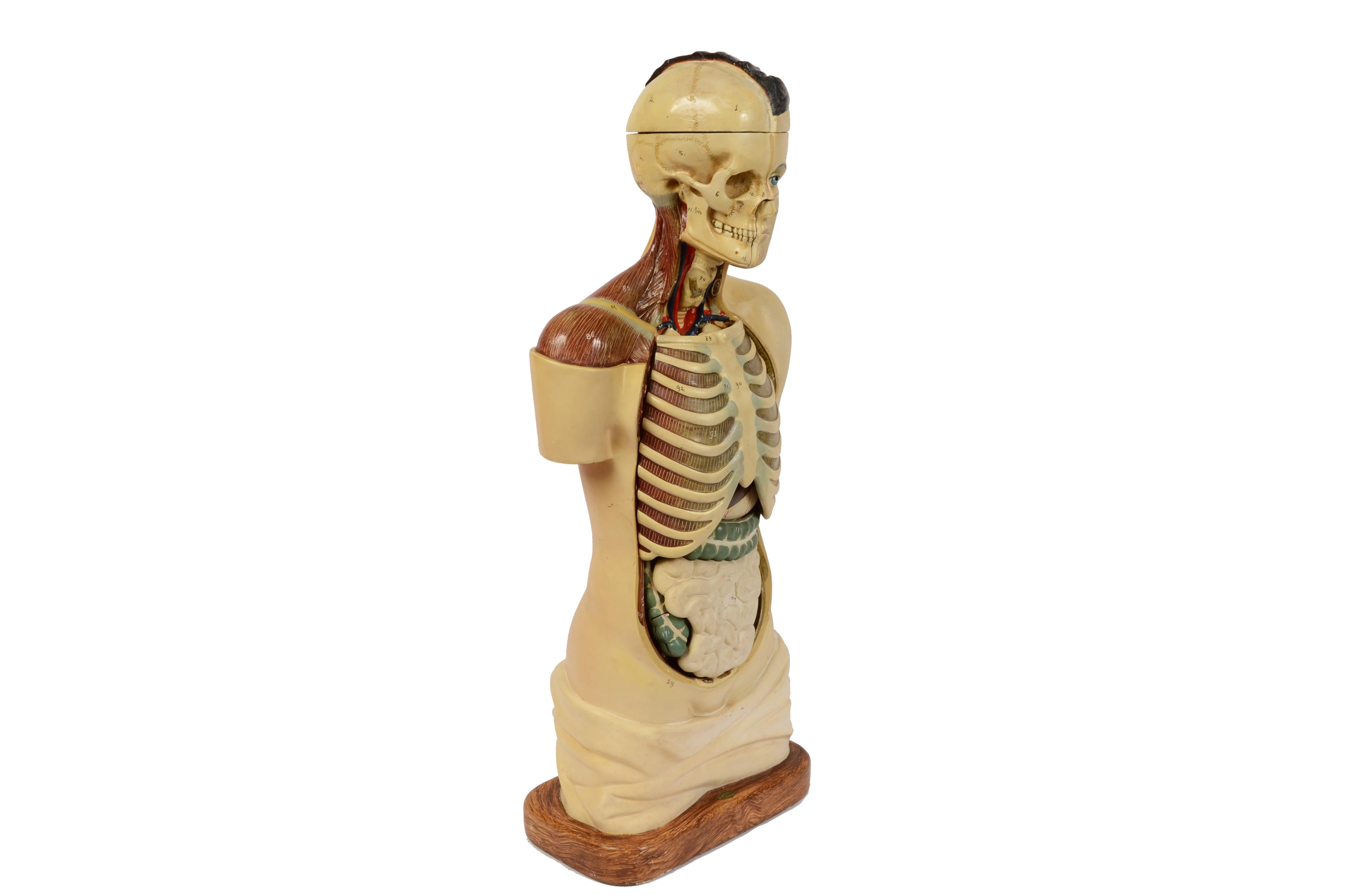 1900s Didactic Anatomical Torso with Removable Organs Scale 1:1 A. Fumeo Milano 3