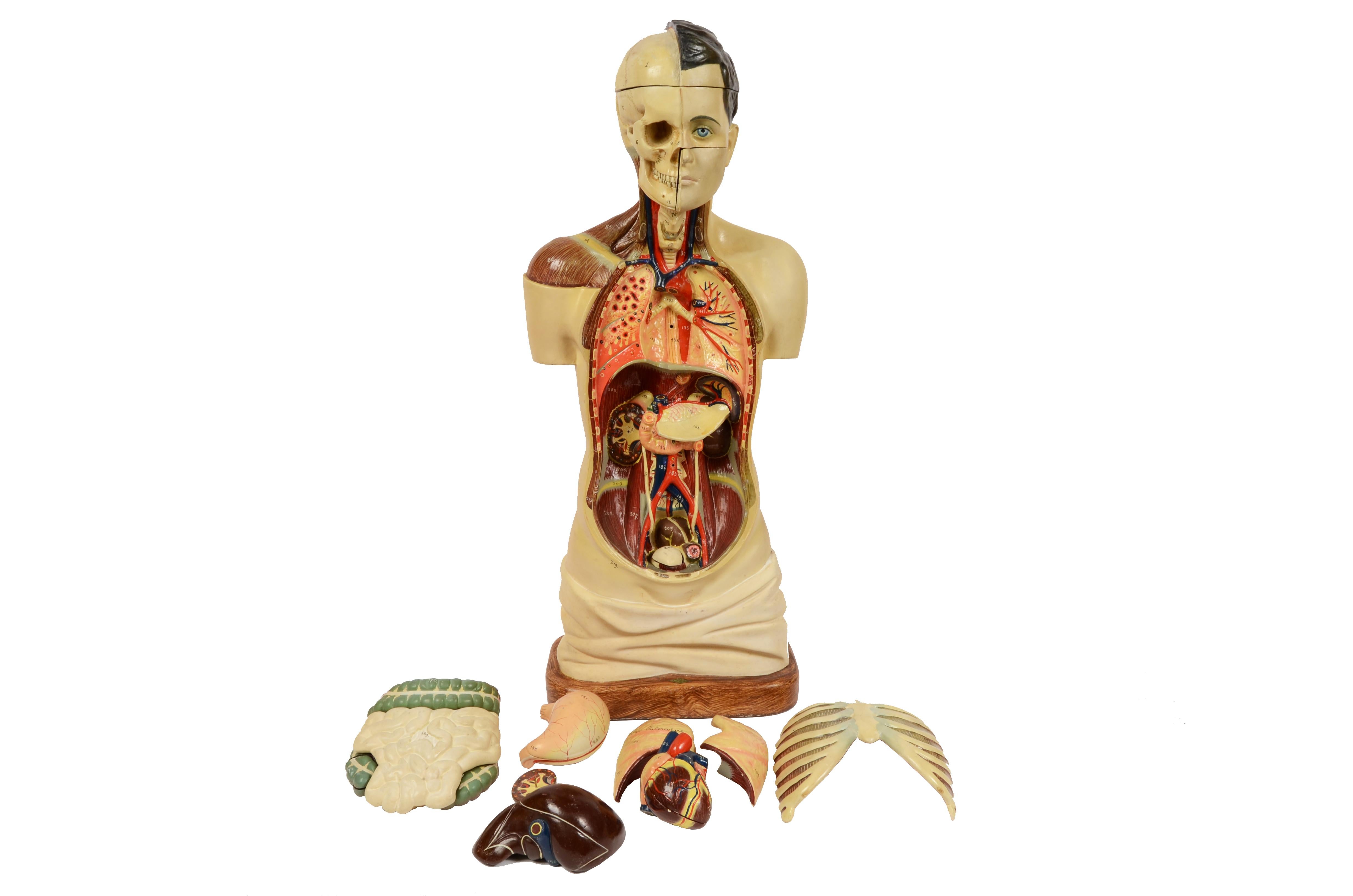 1900s Didactic Anatomical Torso with Removable Organs Scale 1:1 A. Fumeo Milano 4