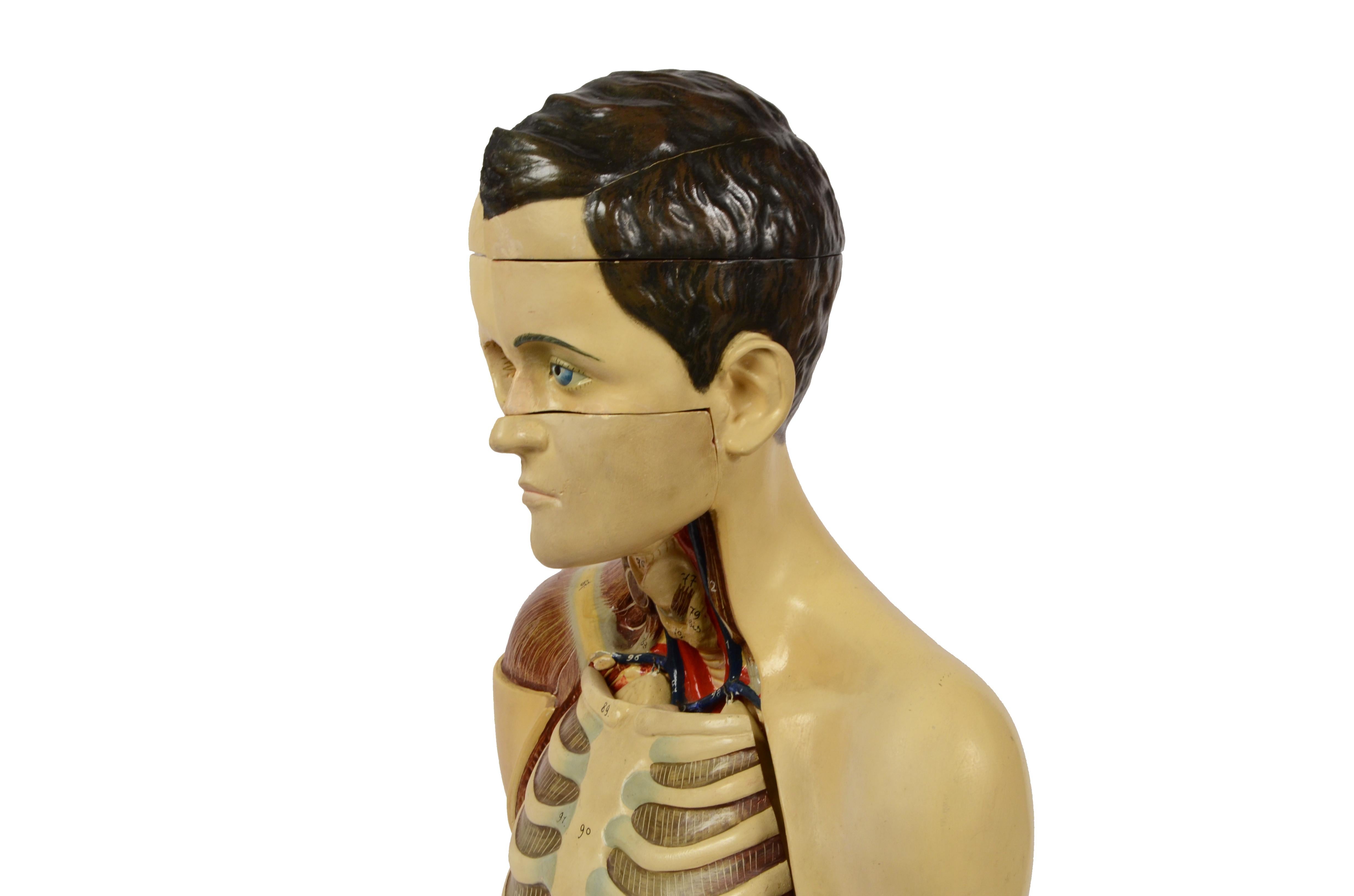 1900s Didactic Anatomical Torso with Removable Organs Scale 1:1 A. Fumeo Milano 10