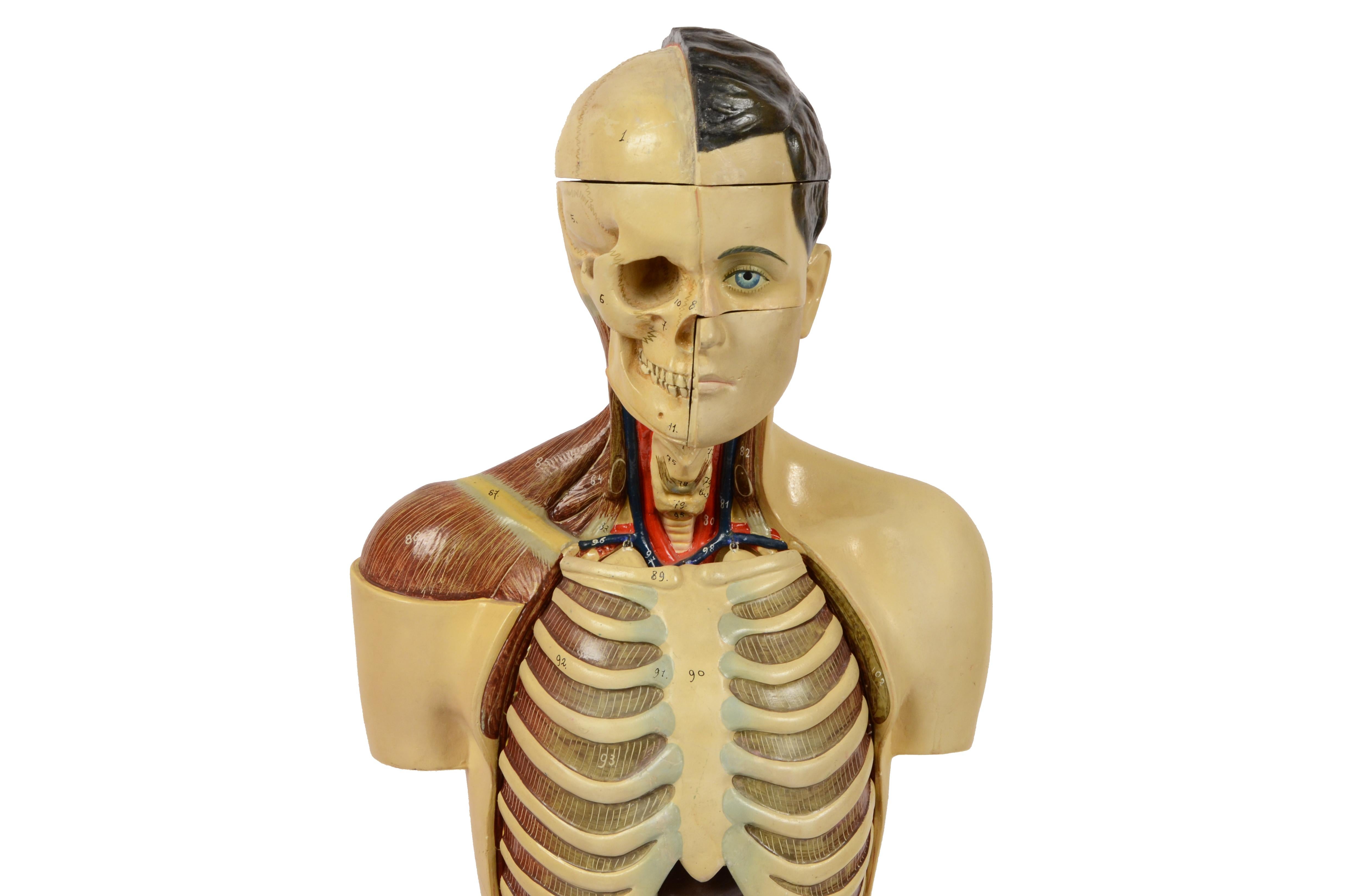 anatomy doll with removable organs