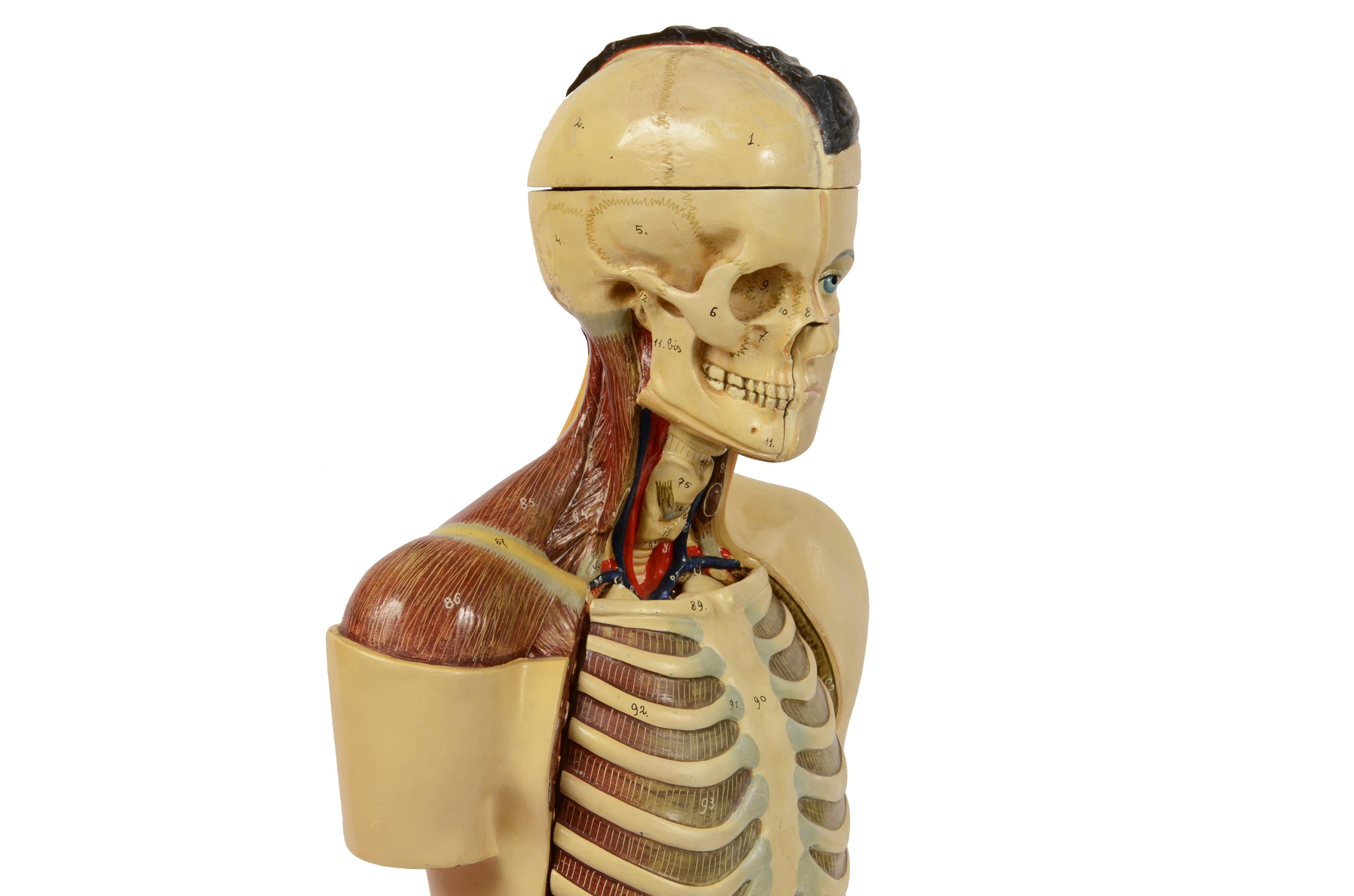 torso organs diagram