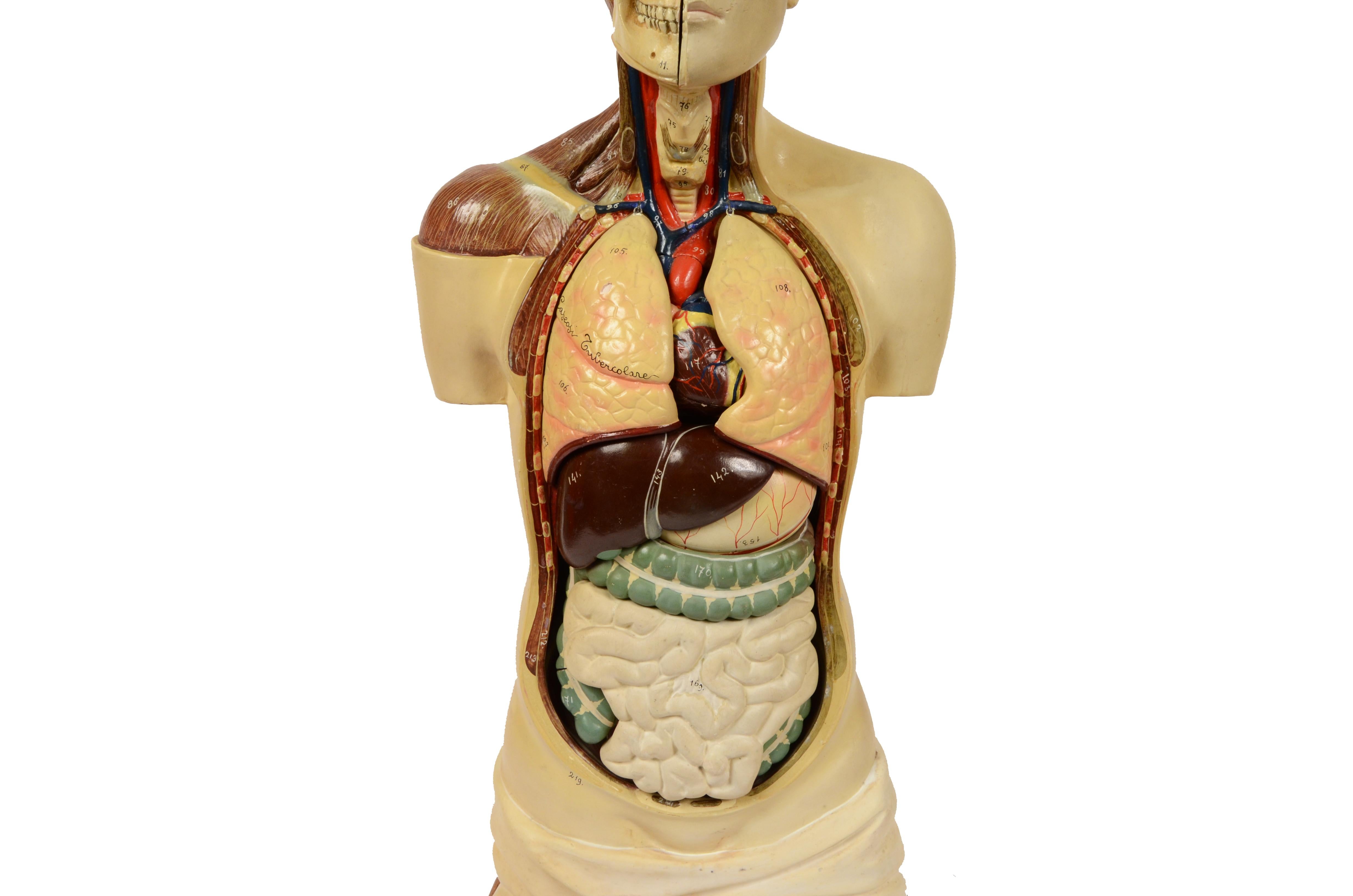 Early 20th Century 1900s Didactic Anatomical Torso with Removable Organs Scale 1:1 A. Fumeo Milano