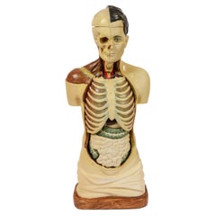 1900 Didaktischer anatomischer Torso mit abnehmbaren Organen Maßstab 1:1 A. Fumeo Milano