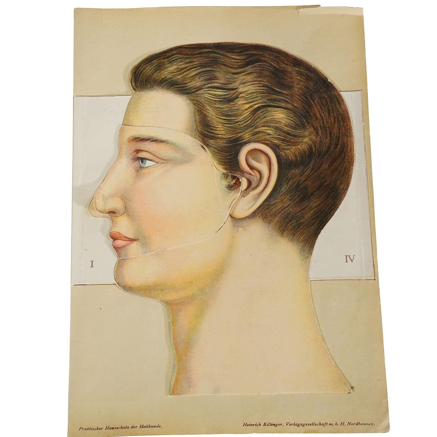 Broche anatomique pliable des années 1900 représentant la tête humaine

Rare brochure illustrant l'anatomie de la tête humaine. Représentation multicolore très détaillée de plusieurs couches de la tête. En pliant les multiples couches, la structure