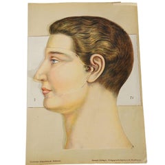 1900s Foldable Anatomical Brochure Depicting the Human Head