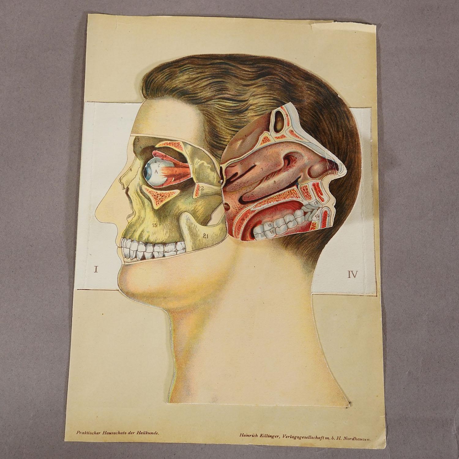 Victorian 1900s Foldable Anatomical Brochure Depicting the Human Head For Sale