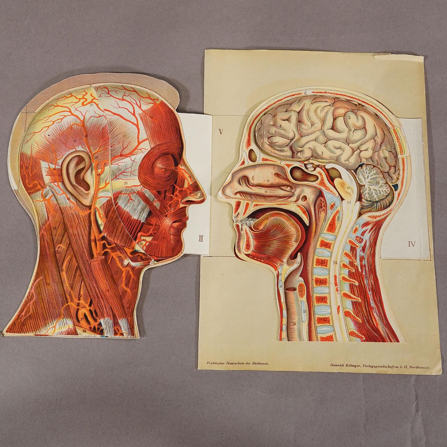 German 1900s Foldable Anatomical Brochure Depicting the Human Head For Sale