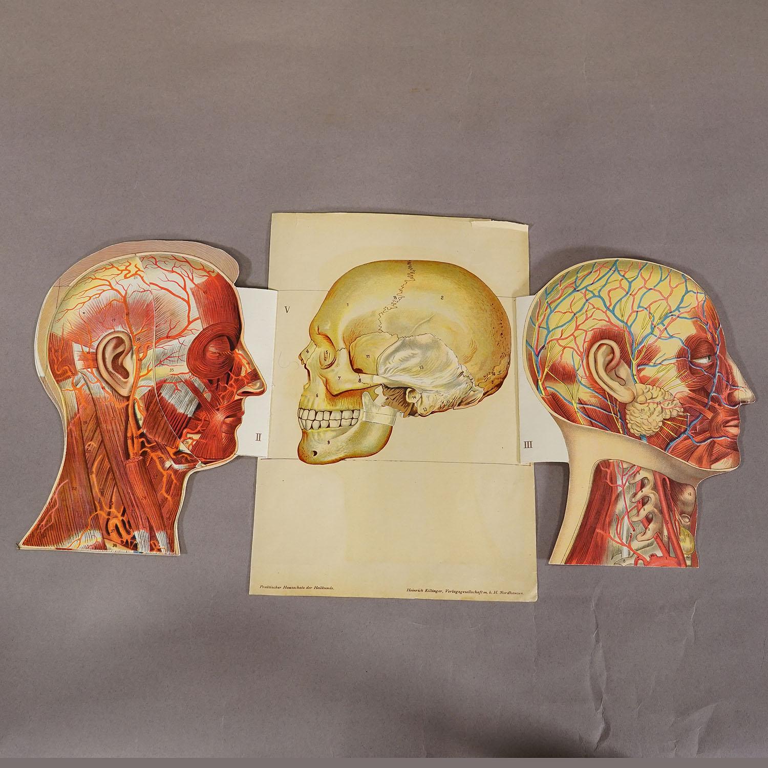 1900s Foldable Anatomical Brochure Depicting the Human Head In Good Condition For Sale In Berghuelen, DE