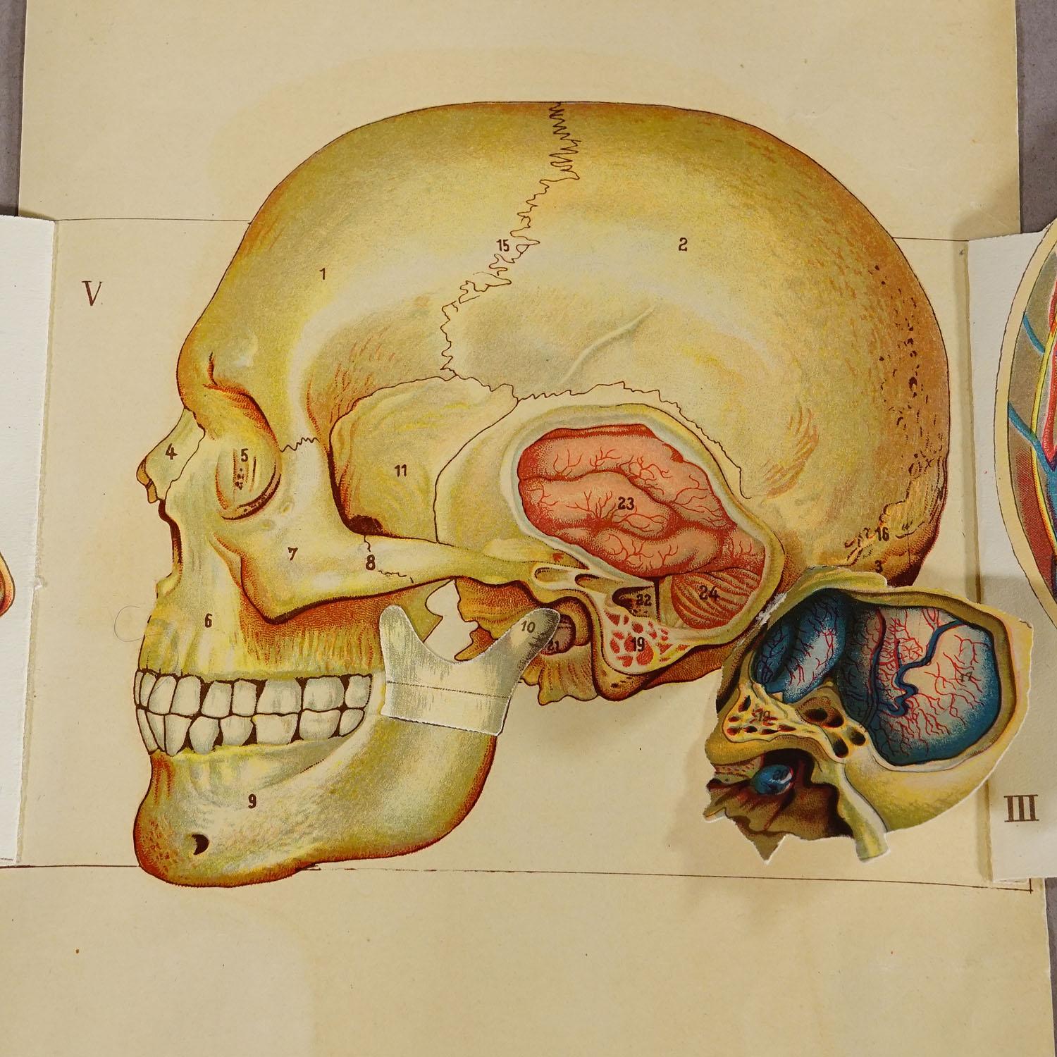 20th Century 1900s Foldable Anatomical Brochure Depicting the Human Head For Sale