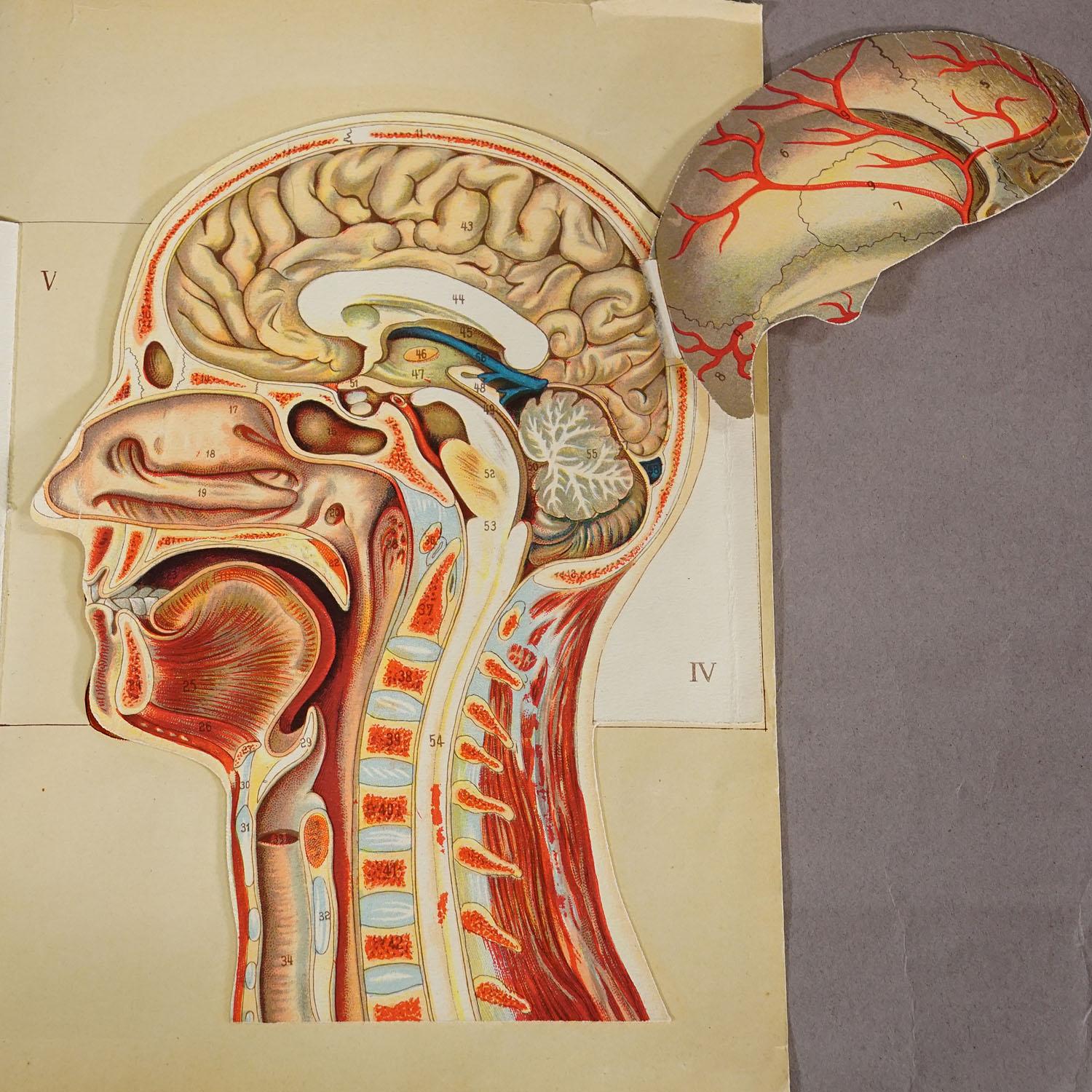 Papier Broche anatomique pliable des années 1900 représentant la tête humaine en vente