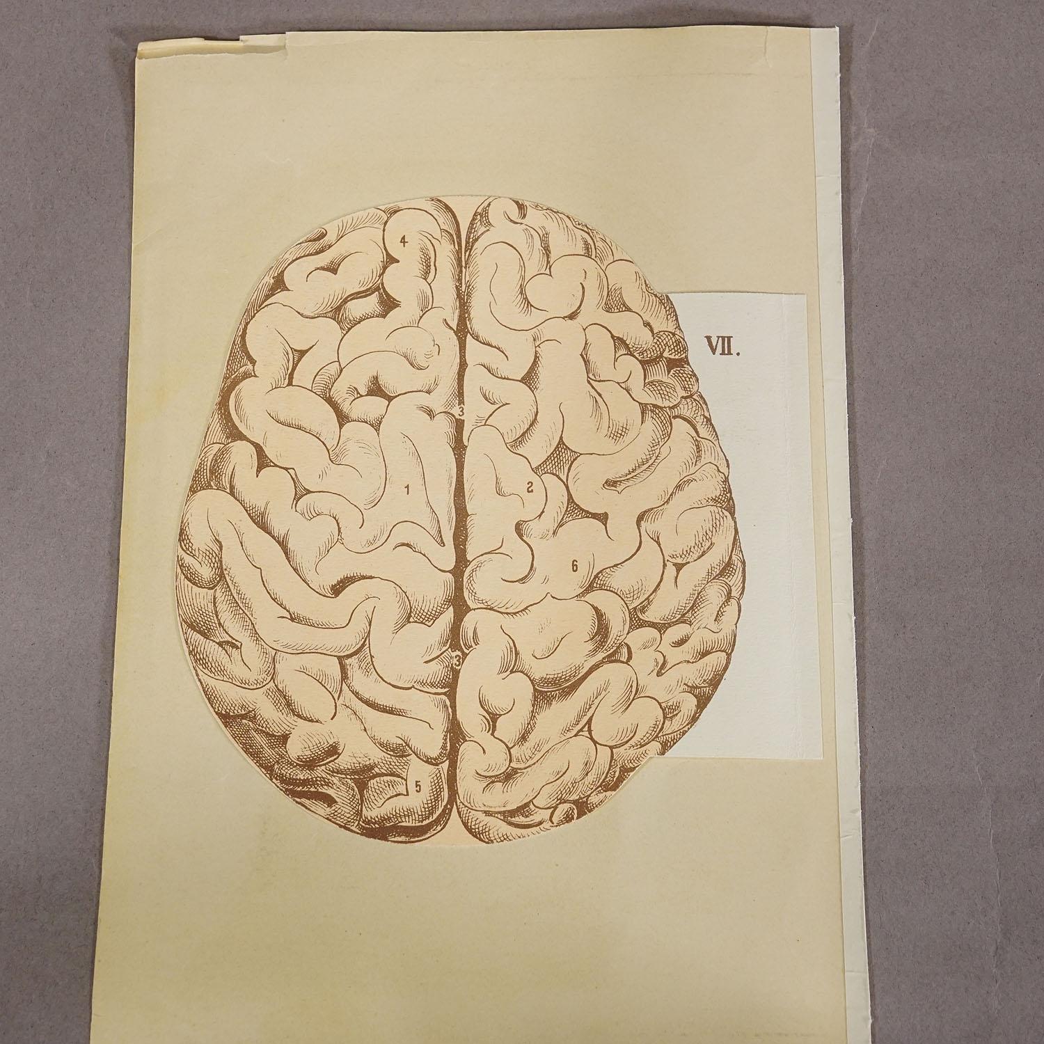 1900s Foldable Anatomical Brochure Depicting the Human Head For Sale 1