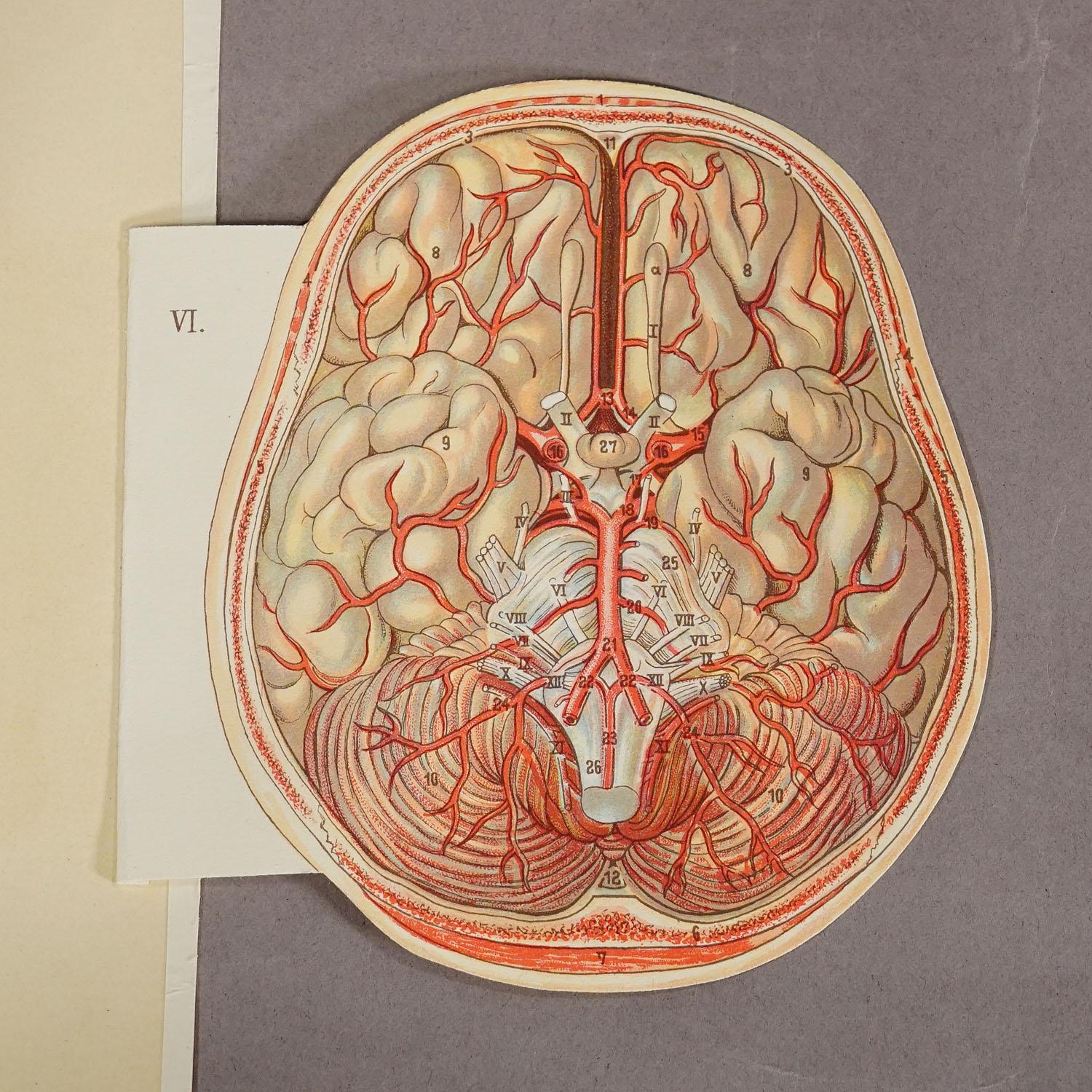 Broche anatomique pliable des années 1900 représentant la tête humaine en vente 2