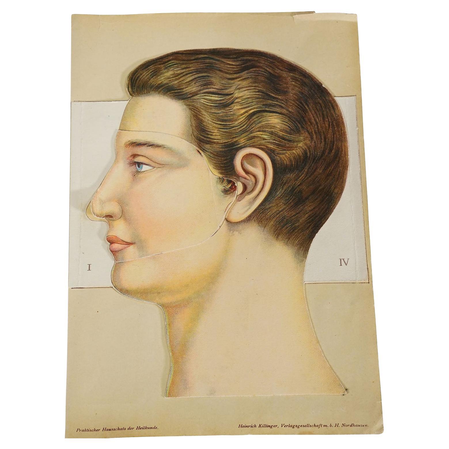 1900s Foldable Anatomical Brochure Depicting the Human Head