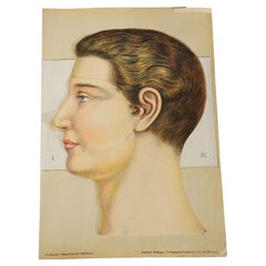 Antique 1900s Foldable Anatomical Brochure Depicting the Human Head