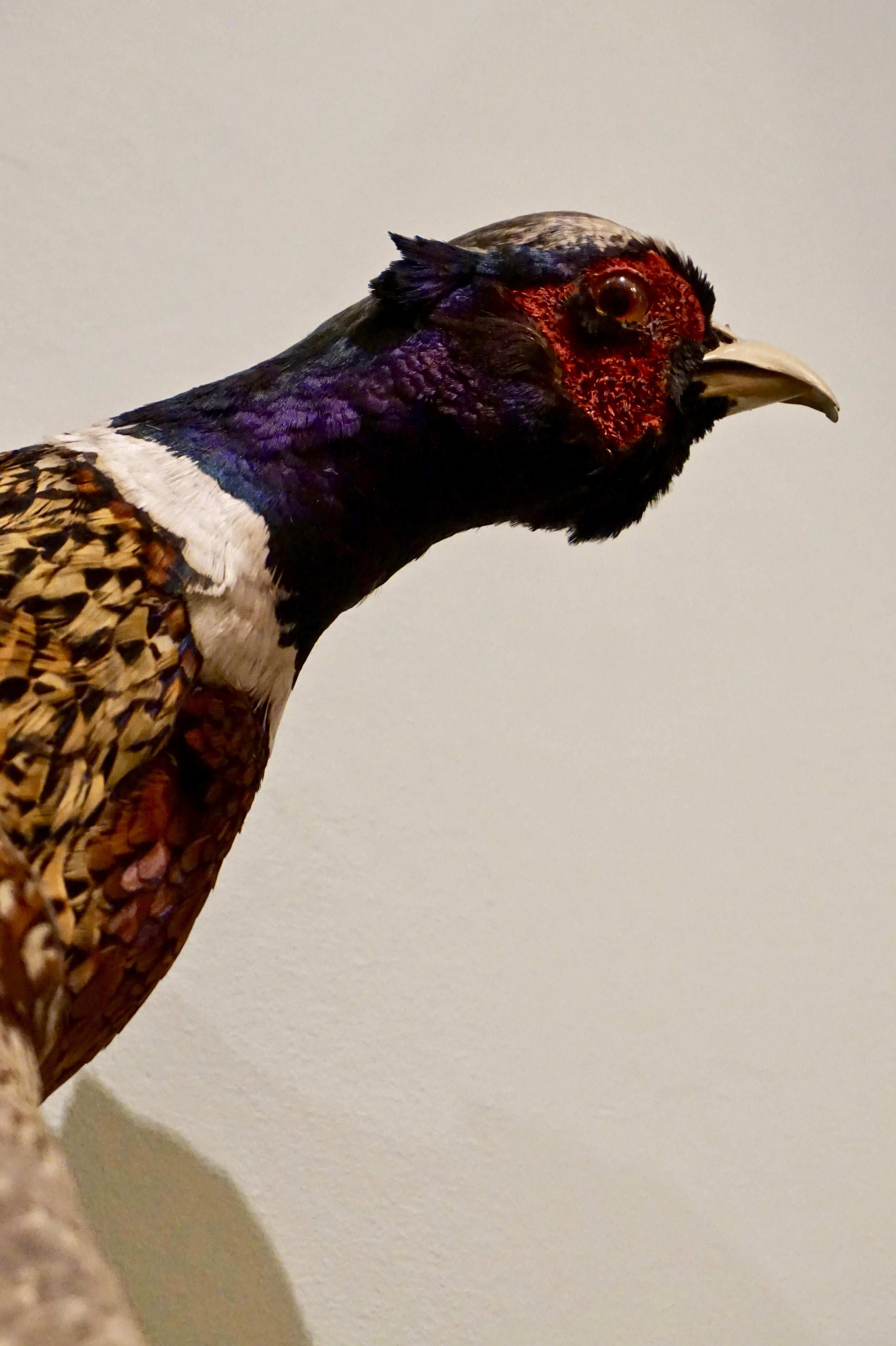 Early 20th Century 1900's Large Rare Chinese Ring Necked Long Tailed Pheasant Taxidermy For Sale