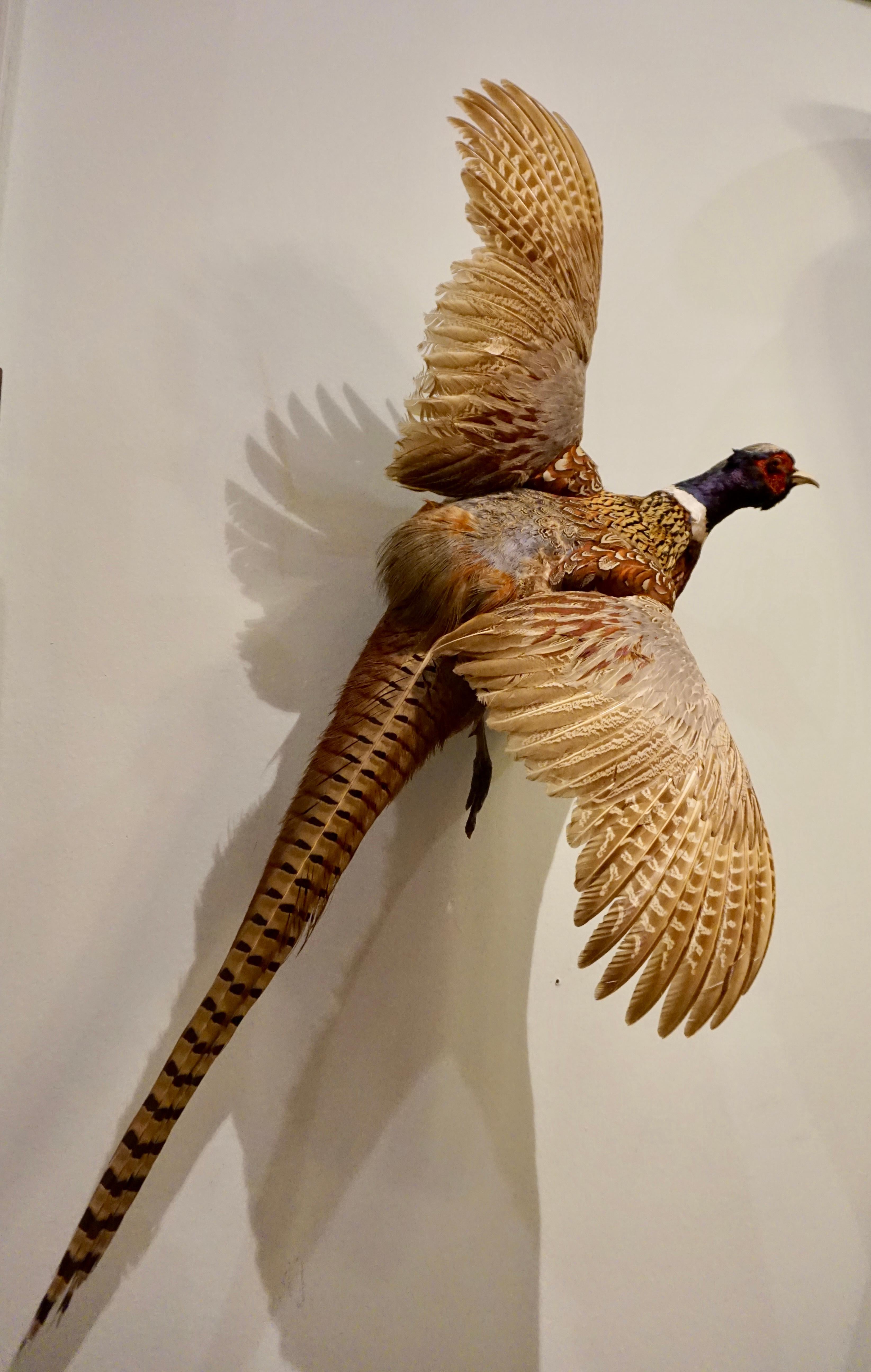 In good condition with coiled metal hook for poised wall hanging in flighted posture. Incredible colours on neck and feathers. A true conversation piece!.