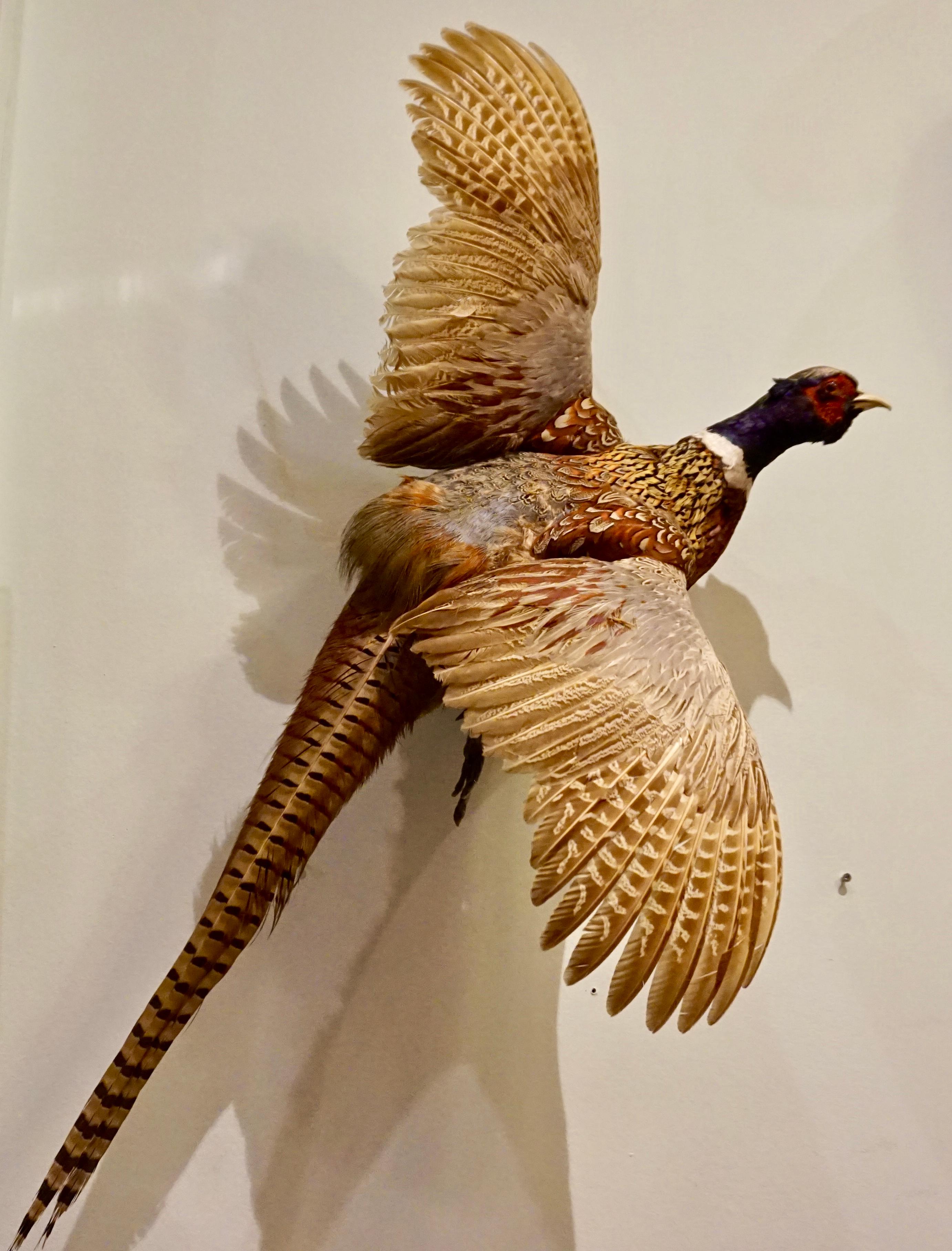 chinese ring necked pheasant