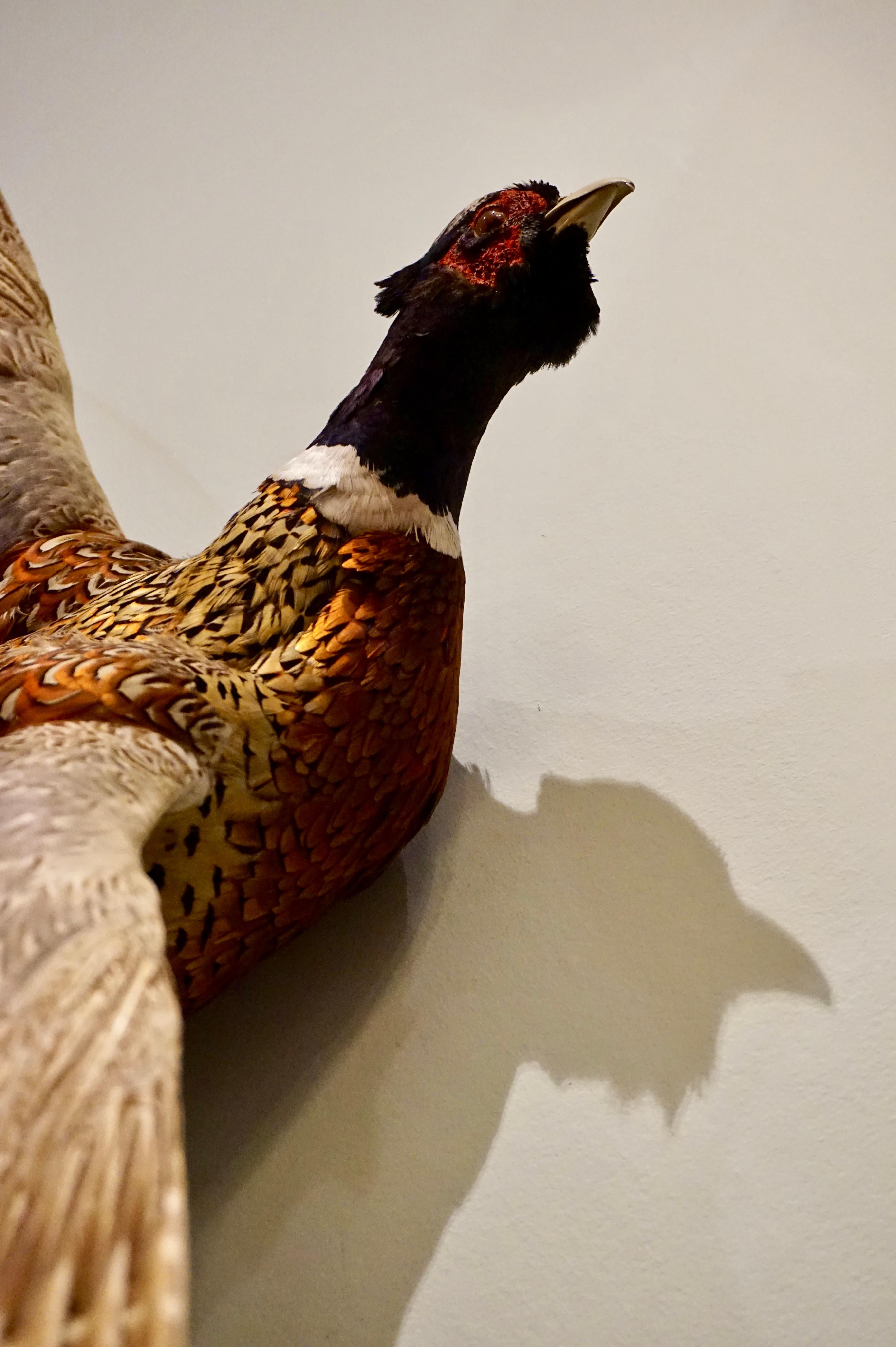 1900's Large Rare Chinese Ring Necked Long Tailed Pheasant Taxidermy In Good Condition For Sale In Vancouver, British Columbia