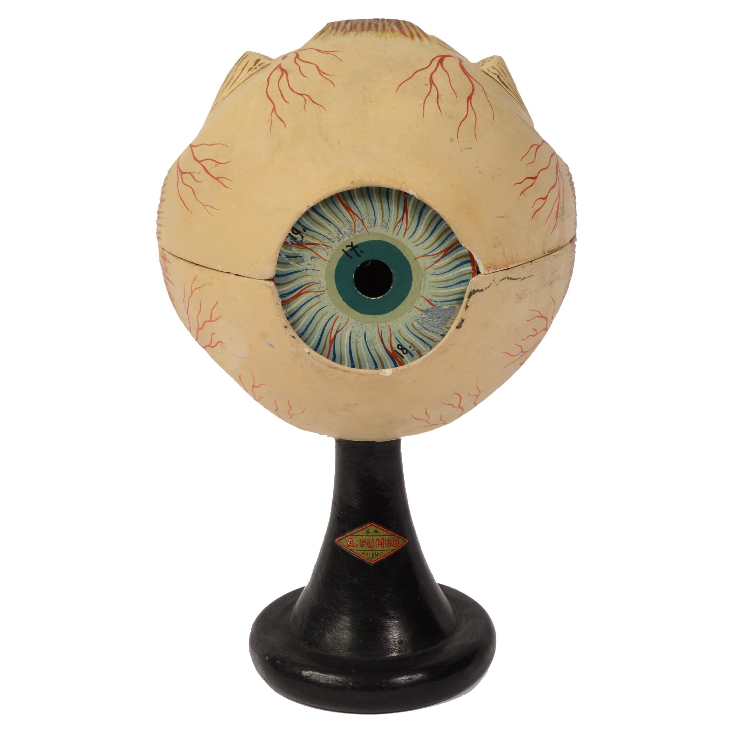 1900s S.A.A. Fumeo of Milan Anatomical Teaching Model of the Human Eye