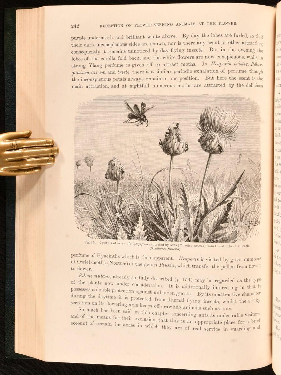 1902 The Natural History of Plants For Sale 4